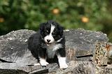 BERGER AUSTRALIEN PUPPIES 813